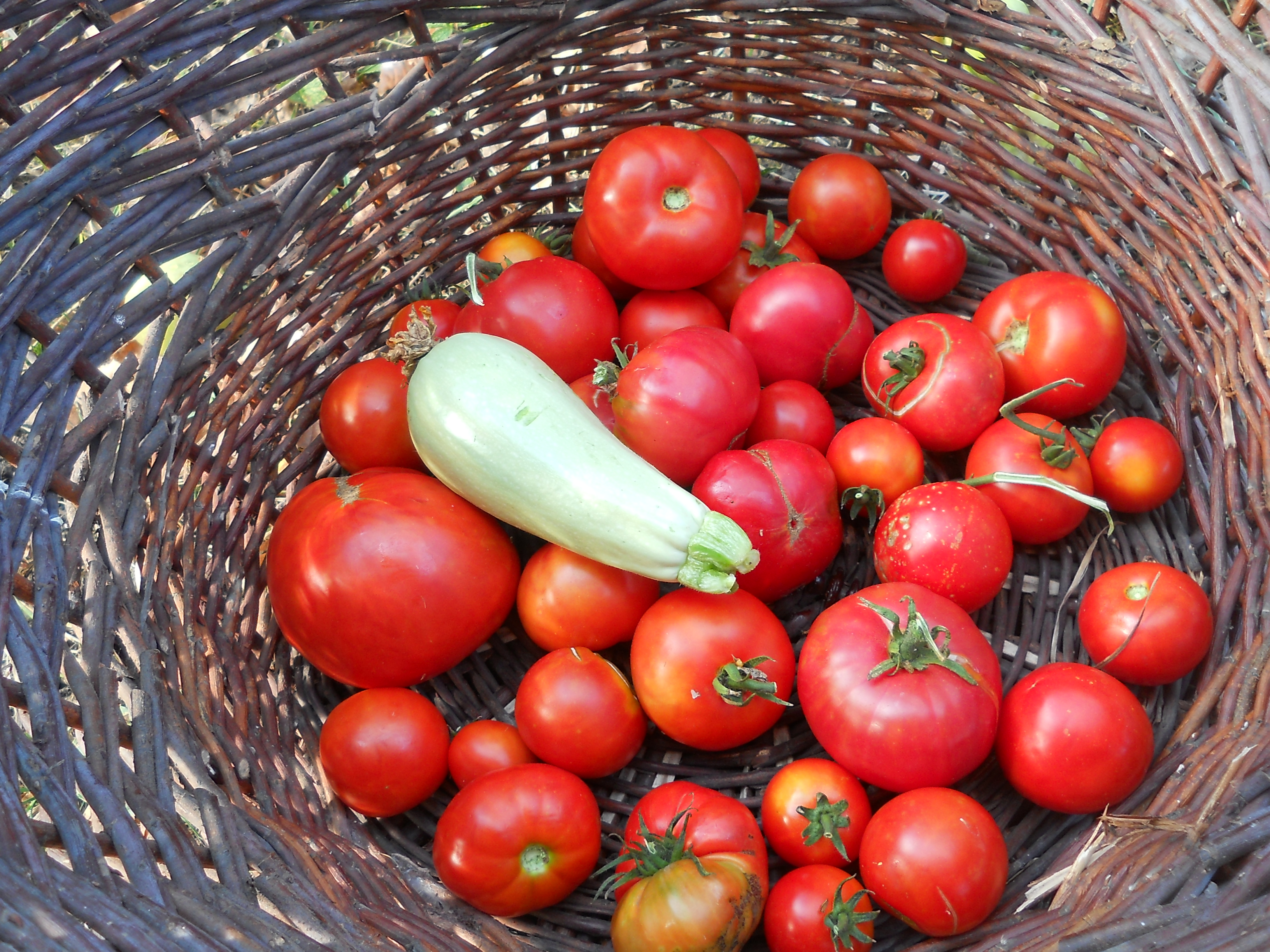 Tomatoes in basket